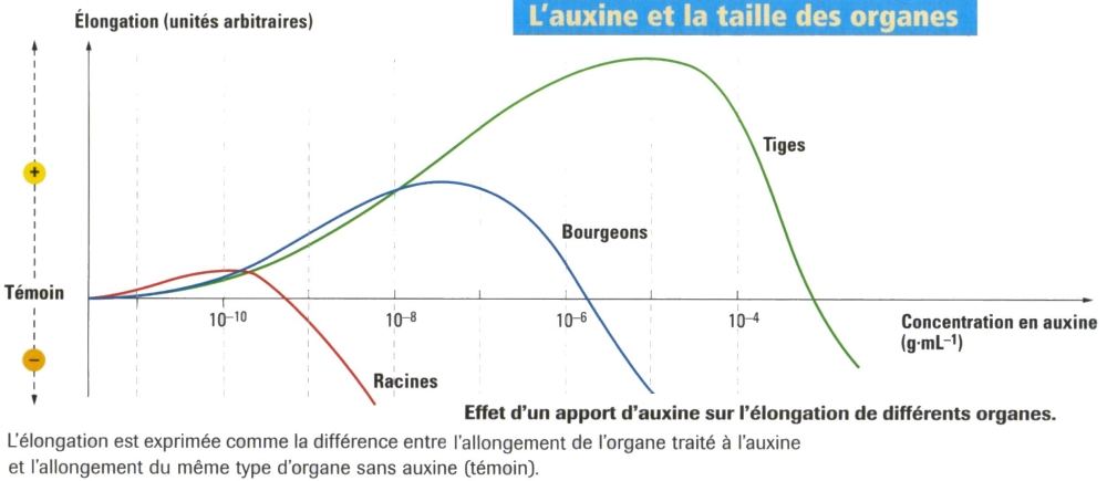 auxine croissance.jpg